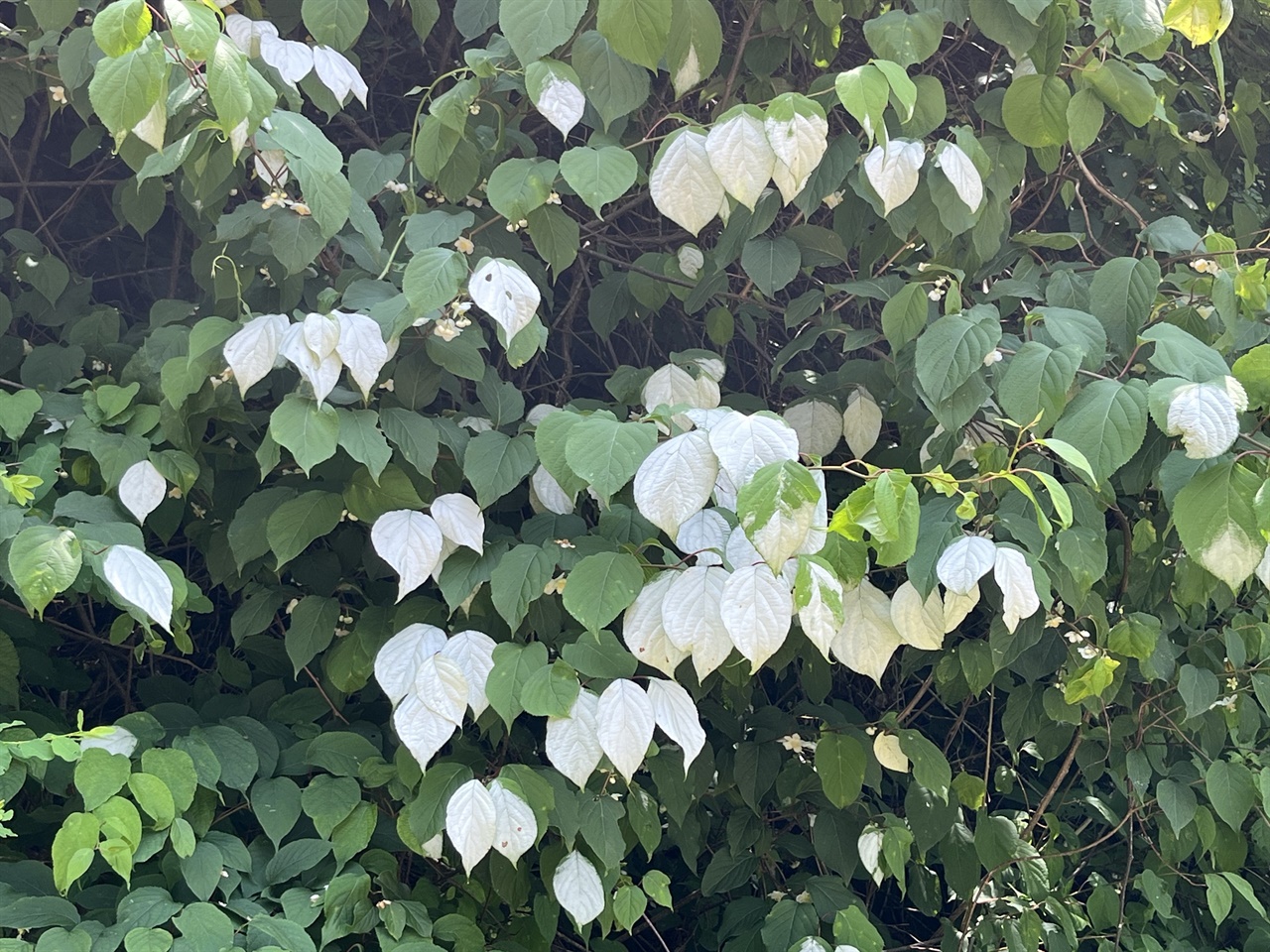 개다래나무 흰색 잎