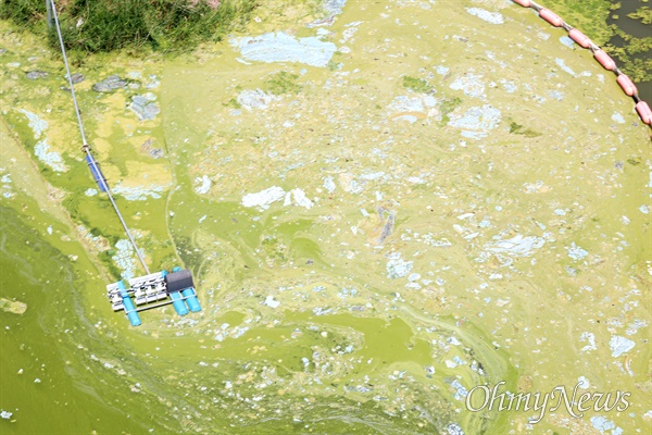 6월 18일 오후 합천창녕보 상유 우곡교 쪽 낙동강 가장자리에 녹조 사체 덩어리가 뭉쳐 있다. 낙동강 녹조 참고 사진.