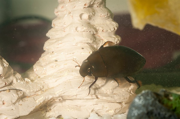 dark diving beetle