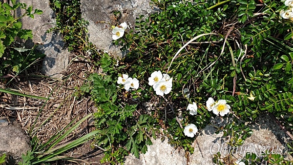  용머리 가는 길, 능선 위 등산로에 핀 찔레꽃. 등산로 한가운데 피어 있는데도 꽃을 밟고 지나가는 사람들이 아무도 없다. 