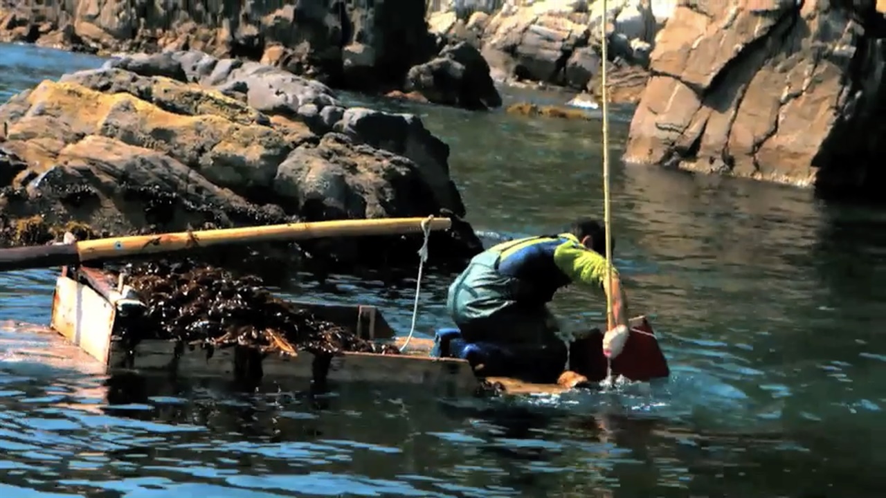 창경바리, 떼배를 타고 창경과 낫대를 이용,해조류를 채취하는 전통어법