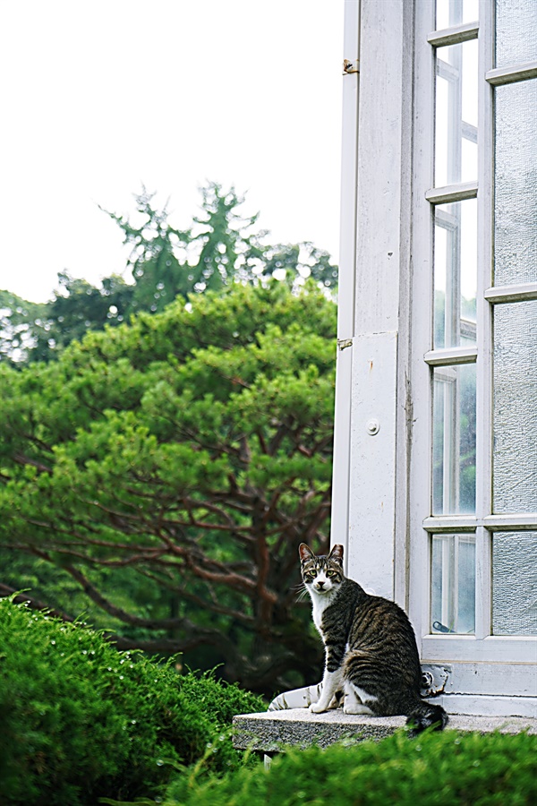 창경궁 대온실 창틀에 앉은 고양이