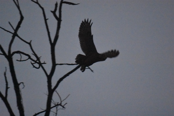 팔현습지 수리부엉이 새끼가 나뭇가지 꼭대기를 이리저리 날아다니며 비행 연습을 하고 있다. 