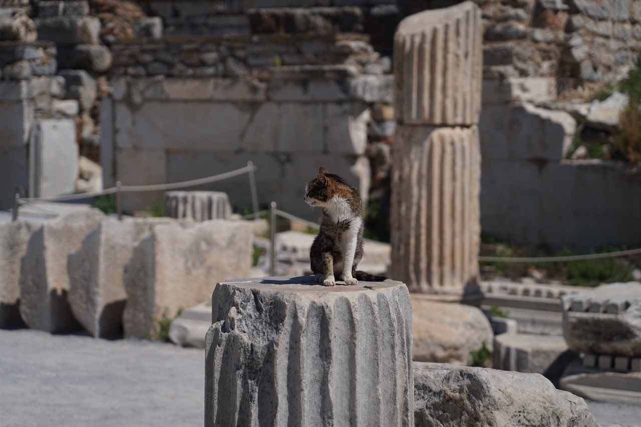 에페스 유적 위에 고양이가 앉아 있었다.