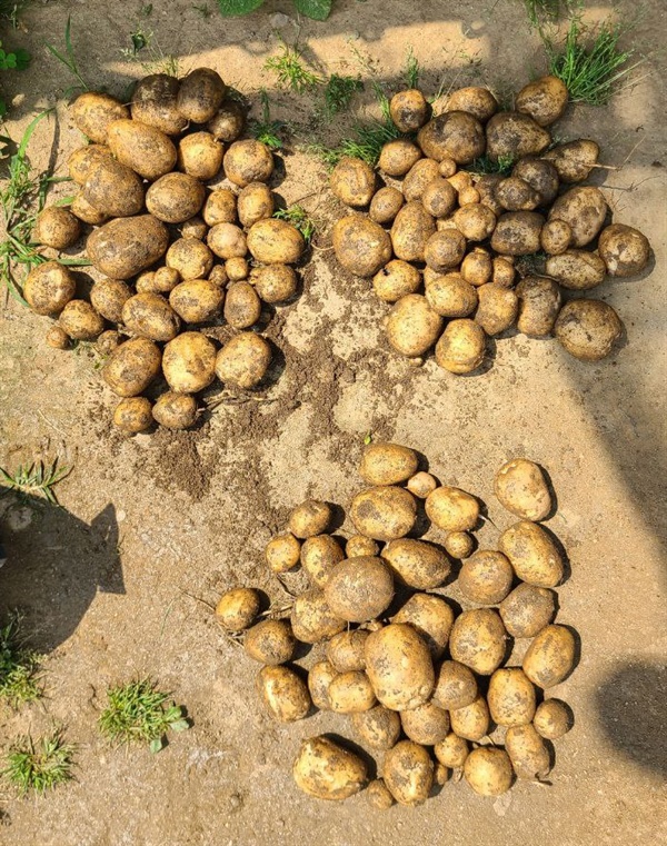1제곱미터정도의 텃밭에서 수확한 감자. 꽤 양이 많다. 