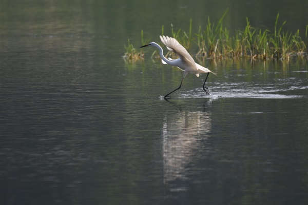 야생동물의 집 금호강에서 백로 한 마라가 물고기를 잡기 위해서 그림 같은 포즈를 취해준다. 