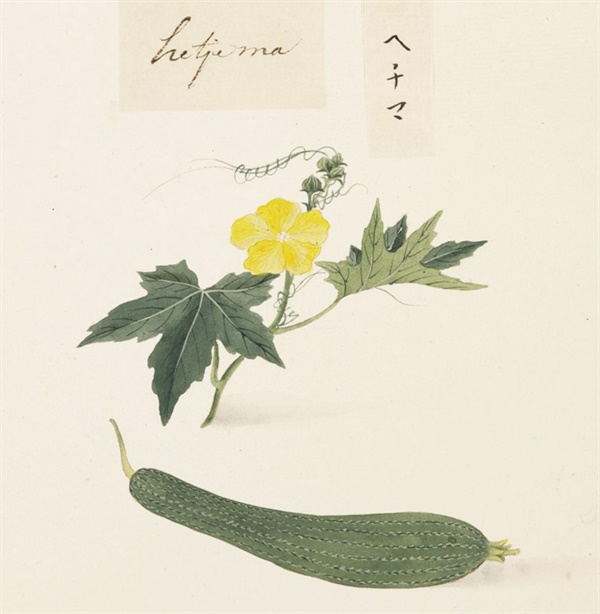 가와하라 게이가, 1823~, 종이에 연필과 수채화, Naturalis Biodiversity Center