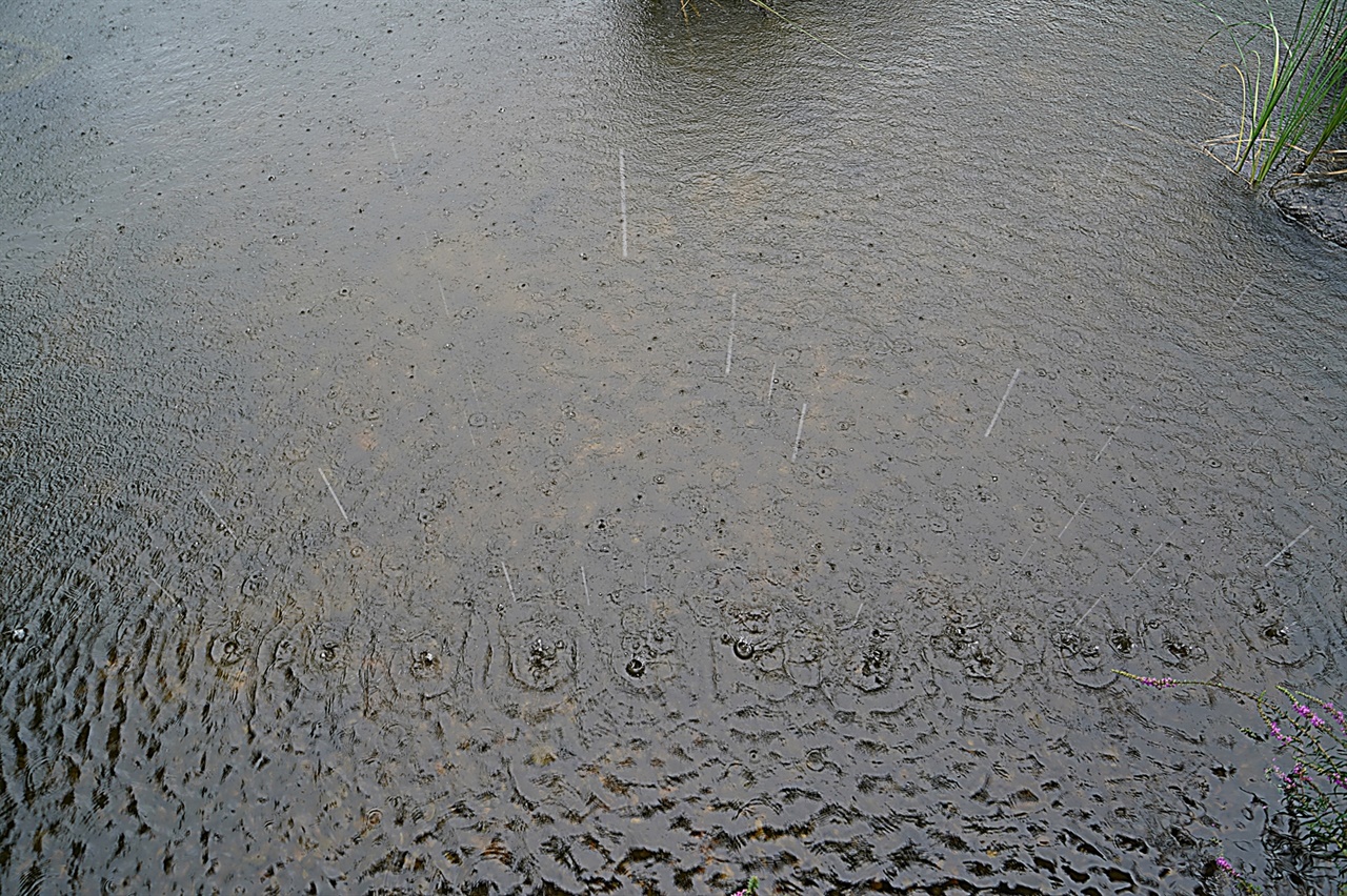 담소정 연못과 빗방울