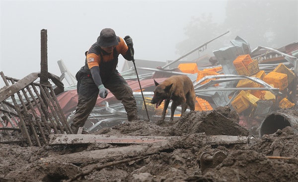 16일 오전 경북 예천군 백석리 산사태 현장에서 구조 대원과 수색견이 발이 푹푹 빠지는 진창에서 수색을 계속하고 있다. 이 마을에서는 산사태로 주택 5가구가 매몰돼 사망자 3명, 실종자 2명이 발생했다.
