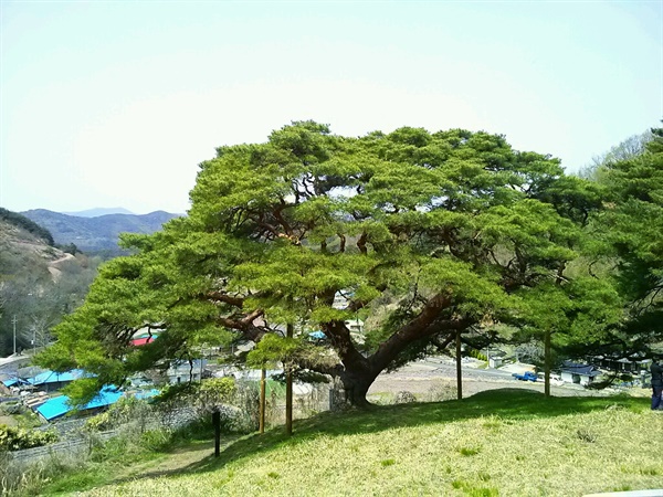 의령 성황리 소나무.