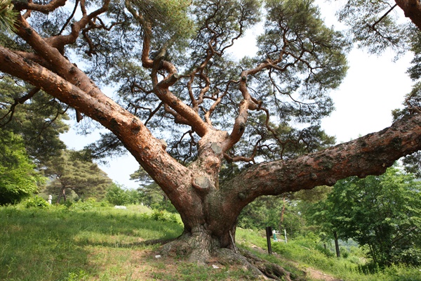 의령 성황리 소나무.