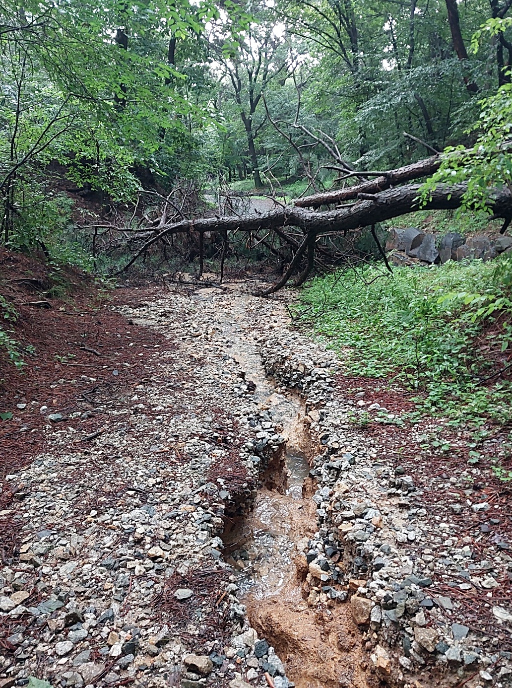 19일 오전, 대전 월평공원 산책로가 호우로 깊게 파이고 아름드리 소나무가 넘어져 길을 막고 있다.