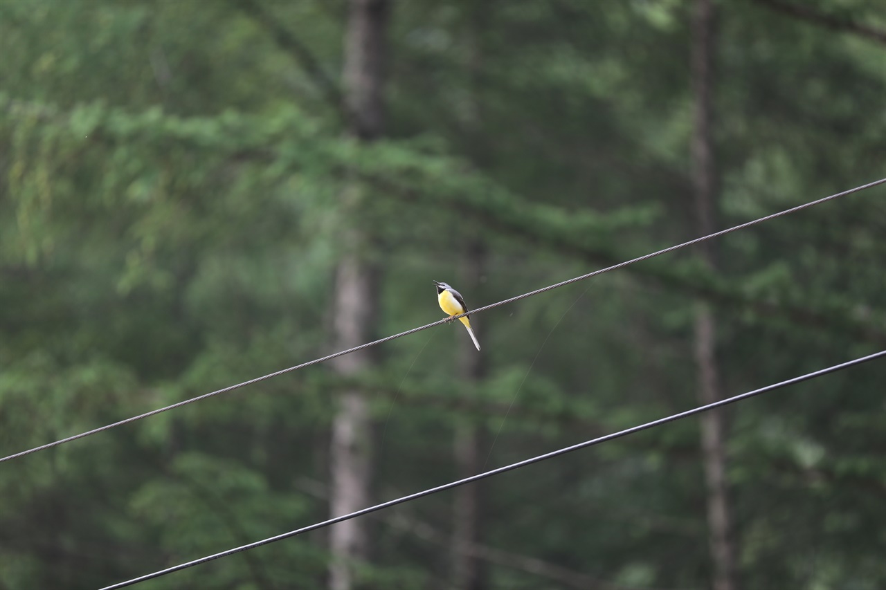 .어여쁜 노랑할미새가 둥지 근처에서 경계를 한다.
