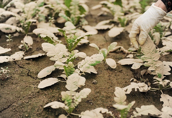 무한천에 인접해 있는 발연리에서 비닐하우스 농사를 짓고 있는 한 주민이 흙탕물에 잠겼던 열무 잎을 보여주고 있다. 