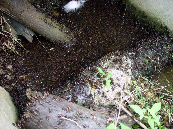 두꺼비 서식지 보존 운동의 시작이 된 두꺼비들의 이동 모습. 2003년 촬영. (두꺼비친구들 제공)
