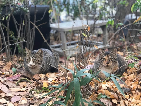 서울 용산구의 한 고양이 보호 장소에 있던 고양이 2마리가 고병원성 조류인플루엔자(AI)에 감염된 것으로 확인됐다. 사진은 해당 내용과 관련 없는 고양이 모습.