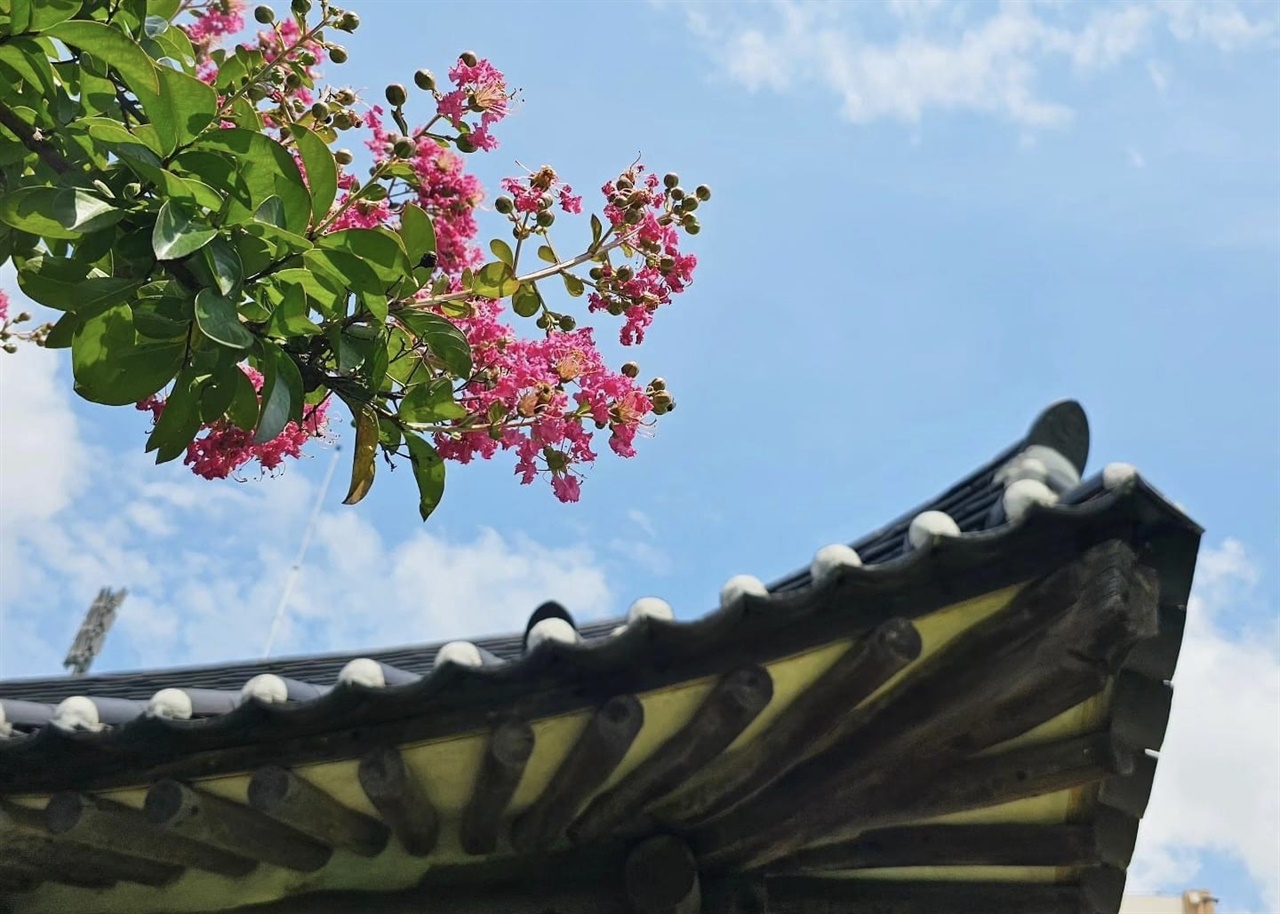 기나긴 장마가 잠시 주춤하는 사이 홍주읍성 내 안회당에 파란 하늘이 드러났다. 그러면서, 안회당 주변의 배롱나무가 더욱 돋보이고 있다.