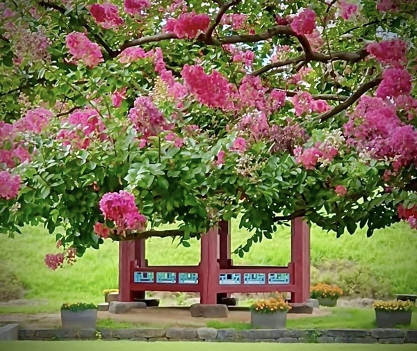 배롱나무꽃은 1896년 홍주목사 이승우가 건립한 여하정과 어울려 한 폭의 동양화를 연상케 한다.