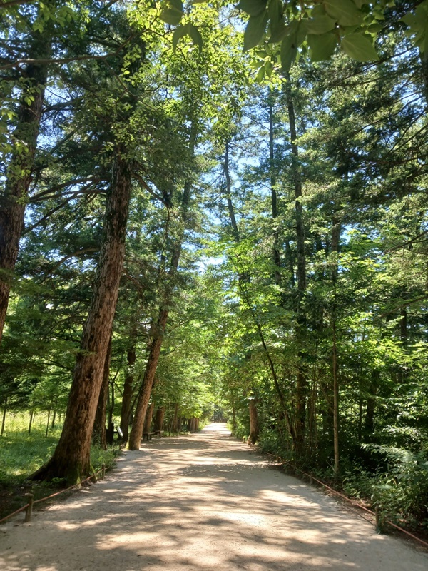 내소사 전나무 숲길