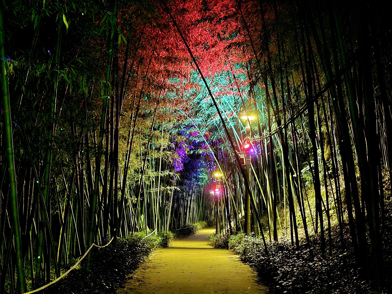 구례 섬진강대나무숲길의 밤풍경