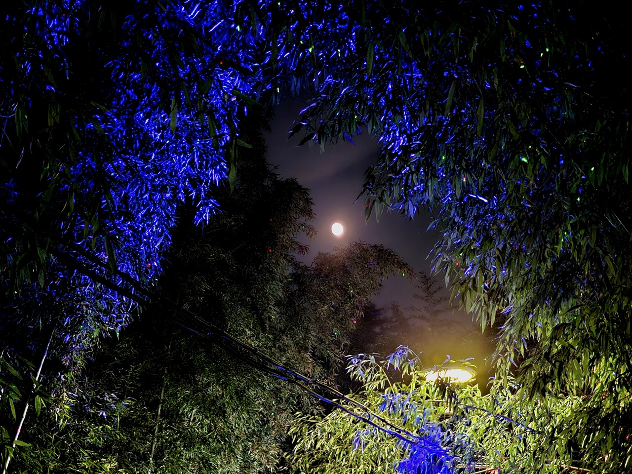 구례 섬진강대나무숲길의 밤풍경