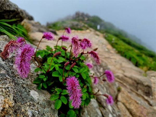  산오이풀.