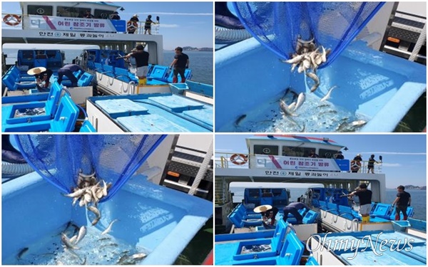 인천시 수산자원연구소는 8월 2일 옹진군 연평도 해역에 어린 참조기 25만 마리를 방류했다.
