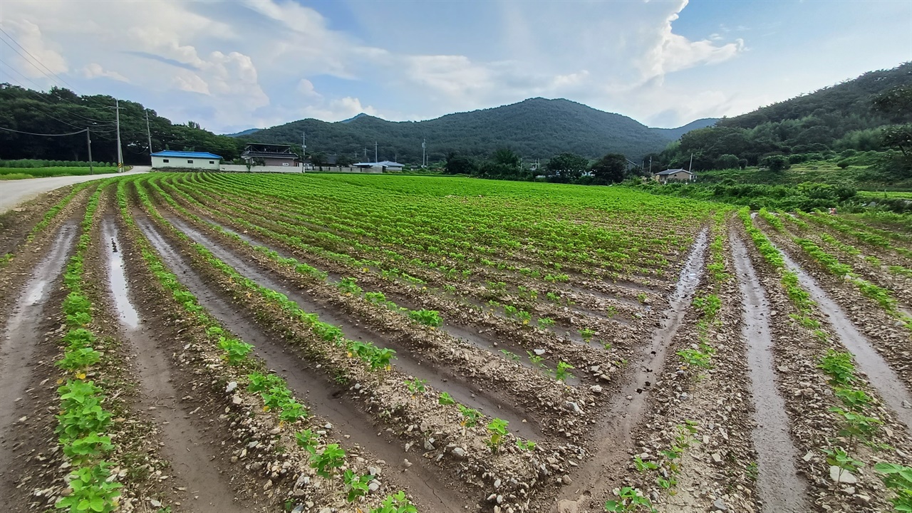 박중빈 생가에서 본 길용마을. 밭 이랑에 콩이 심어져 있다.