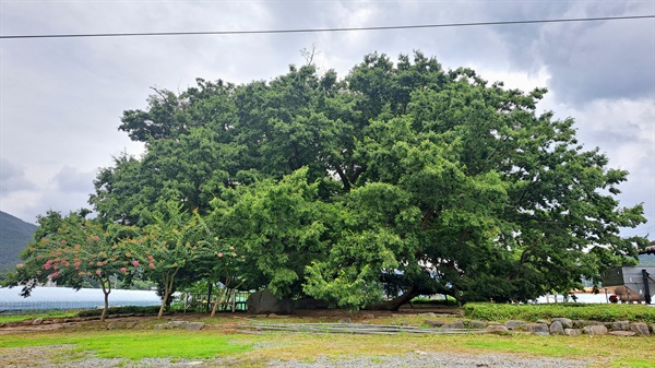 의령 신포리 느티나무(2021년 9월).