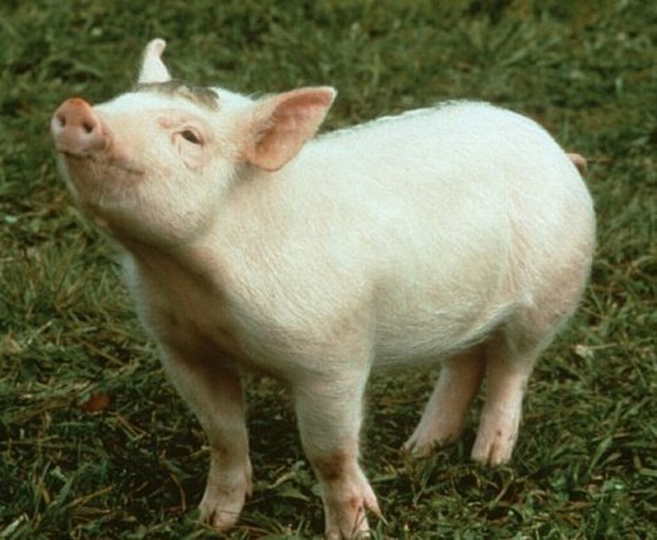  <꼬마 돼지 베이브>에서는 무려 48마리의 돼지배우(?)들이 베이브 역으로 출연했다.