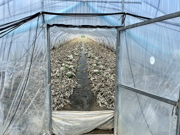 지난 달 충남 논산의 한 수박 비닐하우스. 장마와 폭염으로 수확을 포기했다.