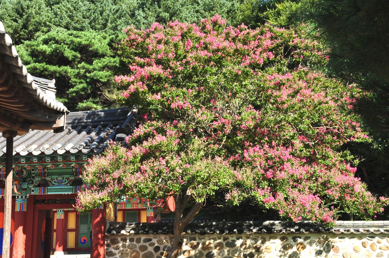 경의당과 숭덕사 사이에 서있는 배롱나무
