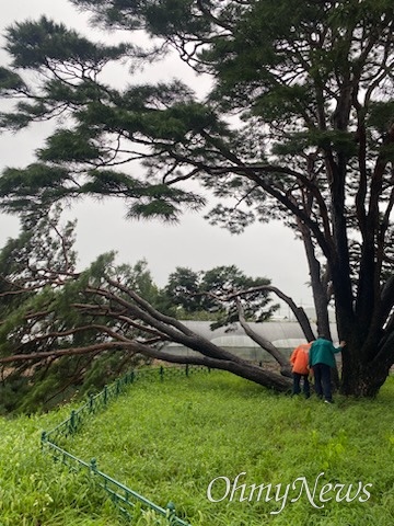 10일 오전 태풍으로 경북 구미시 선산읍에 있는 천연기념물 '구미 독동리 반송'의 일부 가지가 부러지면서 쓰러졌다.