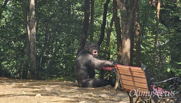 대구 달성공원에서 11일 침팬지 2마리가 탈출했다가 경찰과 소방당국에 의해 포획됐다.