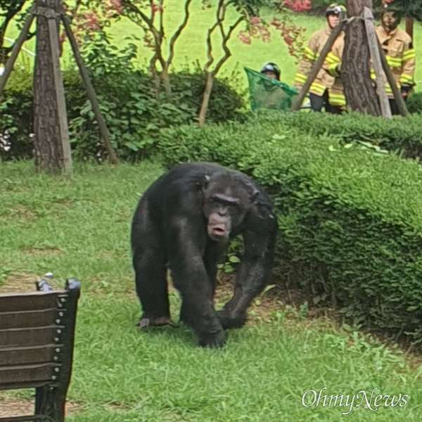 11일 대구 달성공원에서 탈출한 수컷 침팬지 루디가 포획 도중 맞은 마취총으로 인해 사망했다. 사망 원인은 기도 폐쇄로 인한 질식사다.