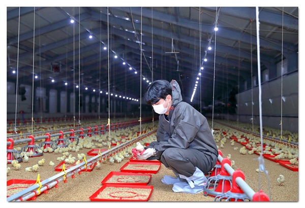 종합식품기업 (주)하림은 국내 육계산업의 안정적 성장과 수급 균형을 위해 닭 공급을 늘려 소비자 및 농가 소득 증대에 힘쓰기로 결정하고, 8월 21일 주차부터 미국(또는 EU)에서 주간 30만 개 종란 수입을 진행할 예정이라고 밝혔다. 8주간 총 240만 개를 수입하여 공급할 계획이다.