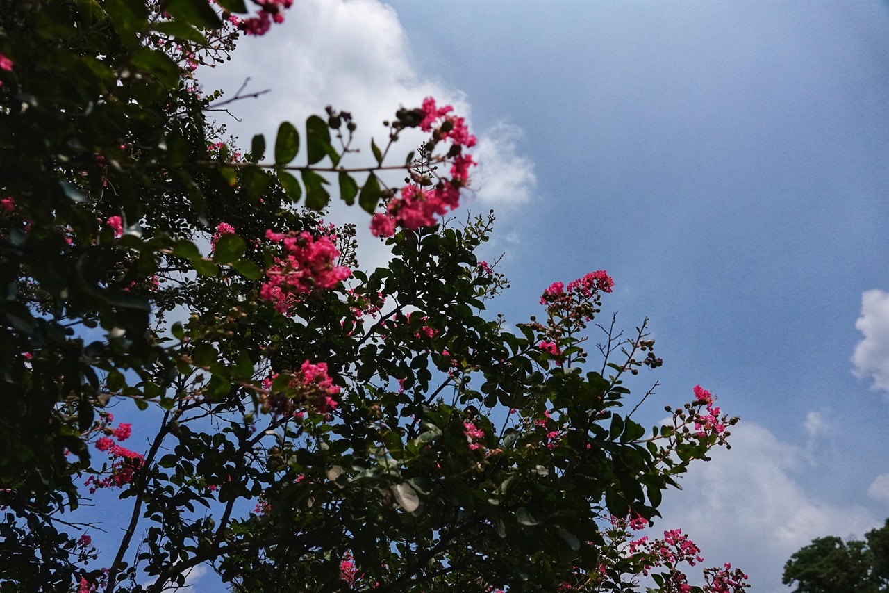 14일, 파란 하늘에 걸쳐진 붉은 배롱나무가 한여름의 꿈처럼 피어났다. 