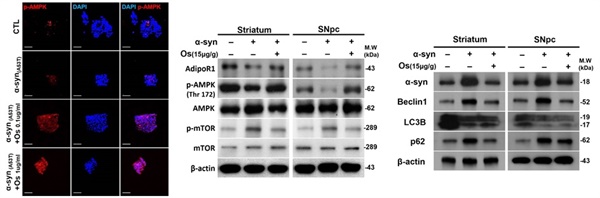   파킨슨병 유도 마우스 동물 모델에서 천연단백물질 처리 시 AdipoR1/MAPK/AMPK/mTOR 신호경로를 통한 자가포식(autophagy)으로 알파시누클레인 감소 확인.
