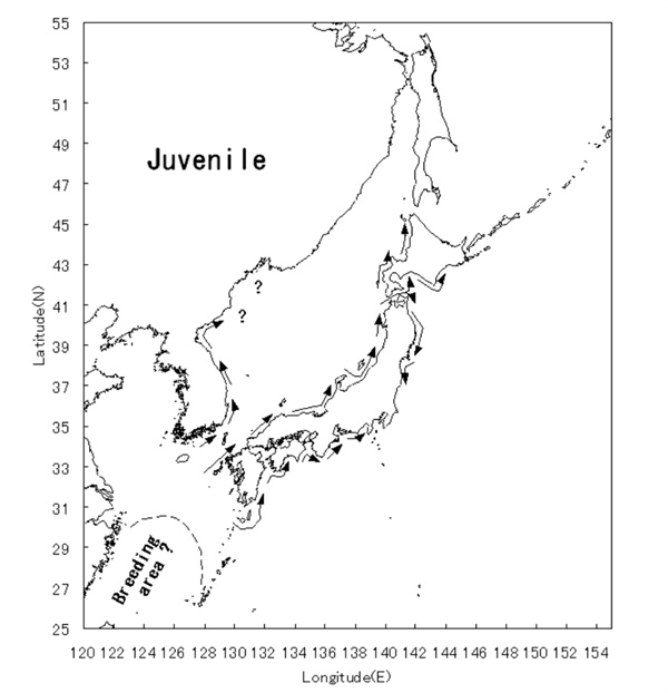 일본 고래연구소의 고토 무쓰오(Mutsuo Goto) 등이 발표한 논문 'J계군 밍크고래의 회유경로'에 나온 지도를 보면 미성숙 밍크고래 개체들은 계절에 따라 동해, 남해, 일본 후쿠시마 앞바다, 러시아, 중국 해역을 넘나든다