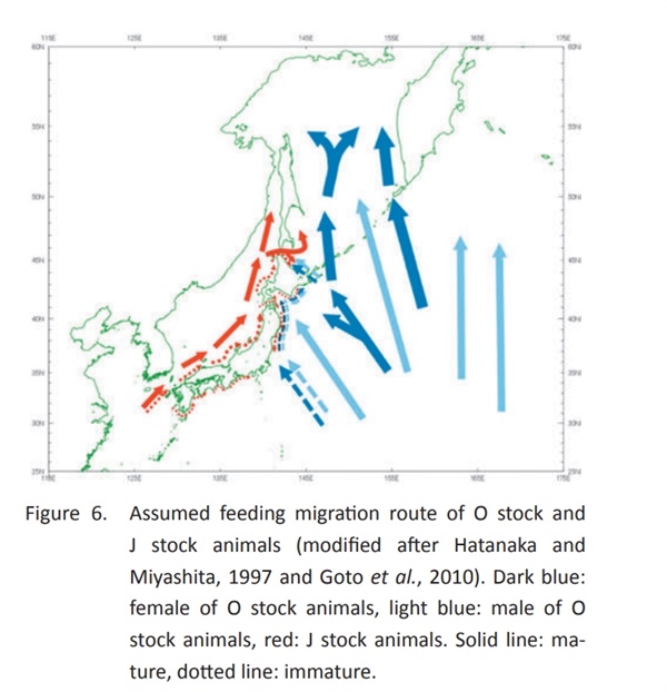 한반도해역과 일본 후쿠시마 앞바다에서 주로 발견되는 밍크고래 계군이 붉은색으로 표시되어 있으며, 북서태평양 그리고 오호츠크해까지 올라가는 밍크고래 계군의 회유 경로는 파란색으로 표시되어 있다. 점선은 미성숙 개체를 가리킨다