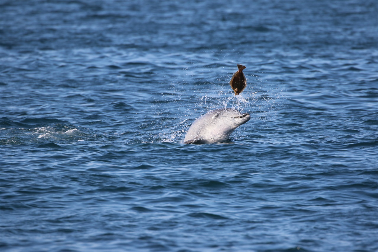 제주 연안에서 남방큰돌고래가 먹이활동을 하고 있다. 남방큰돌고래는 한반도 해역에서는 제주에서만 발견되며 전체 110여 개체가 있는 것으로 여겨진다.