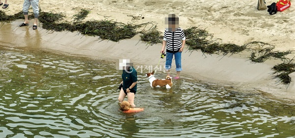  거제시가 올여름 명사해수욕장에 전국 최초로 반려동물 해수욕장인 댕수욕장을 개장해 '절반의 성공'이라는 평가를 받았다. 사진은 지난달 24일 댕수욕장을 찾아 물놀이를 즐기고 있는 시민과 반려견 모습.
