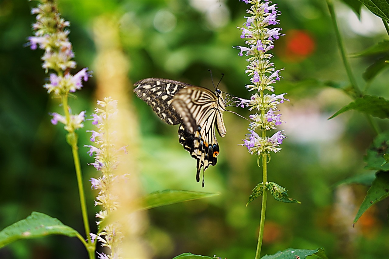 서울숲 나비정원에서 만난 나비와 배초향