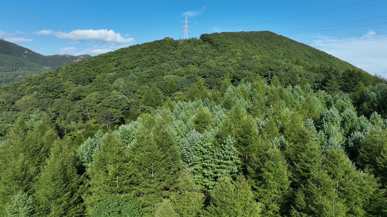 만항재에서 남쪽방향으로 낙엽송 군락지가 조성되어 야생화가 자랄 수 있는 환경을 조성해준다