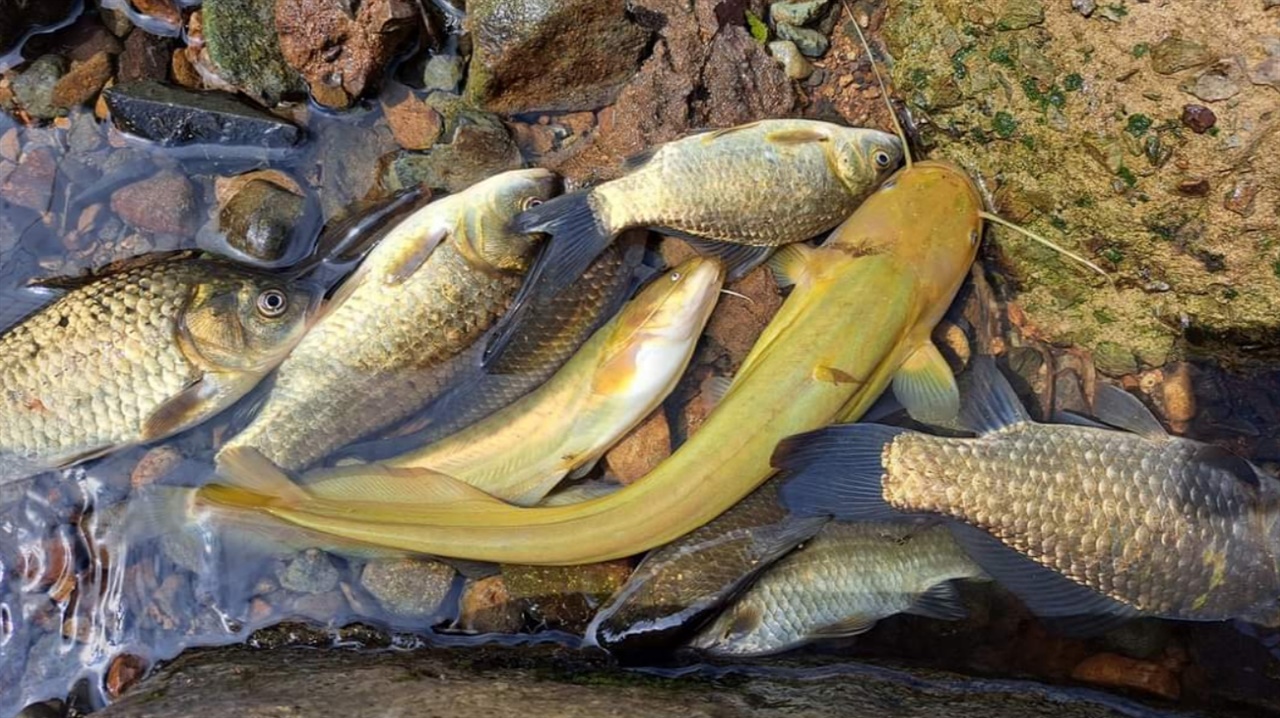 지난 7일 거제시 고현천에 오염수 유입으로 물고기 등 수백마리가 폐사했다. 