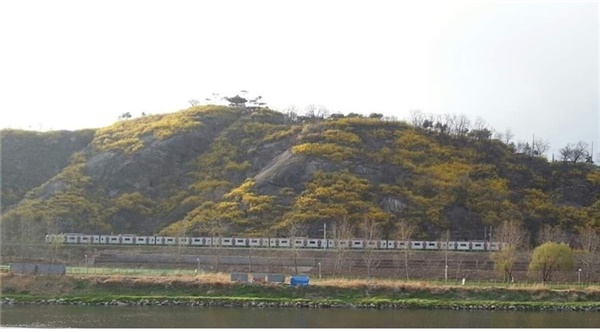 개나리가 만개한 서울 응봉산 앞을 통과하는 경의중앙선 열차.