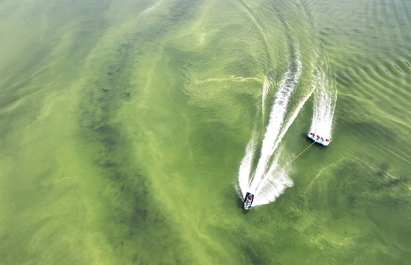 녹조가 창궐한 강에서 모터보트를 타고 있는 이들. 녹조 독이 에어로졸로 날리는 만큼 위험하다. 
