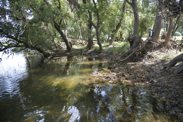 금호강 하천숲의 전현적인 모습. 버드나무군락이 들어서 있고, 그 뿌리가 다발로 강물 속으로 들어와 전형적인 습지의 모습을 보여주고 있다. 