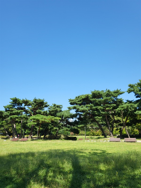 경희궁 공원의 파란 하늘과 진초록과 갈색의 소나무