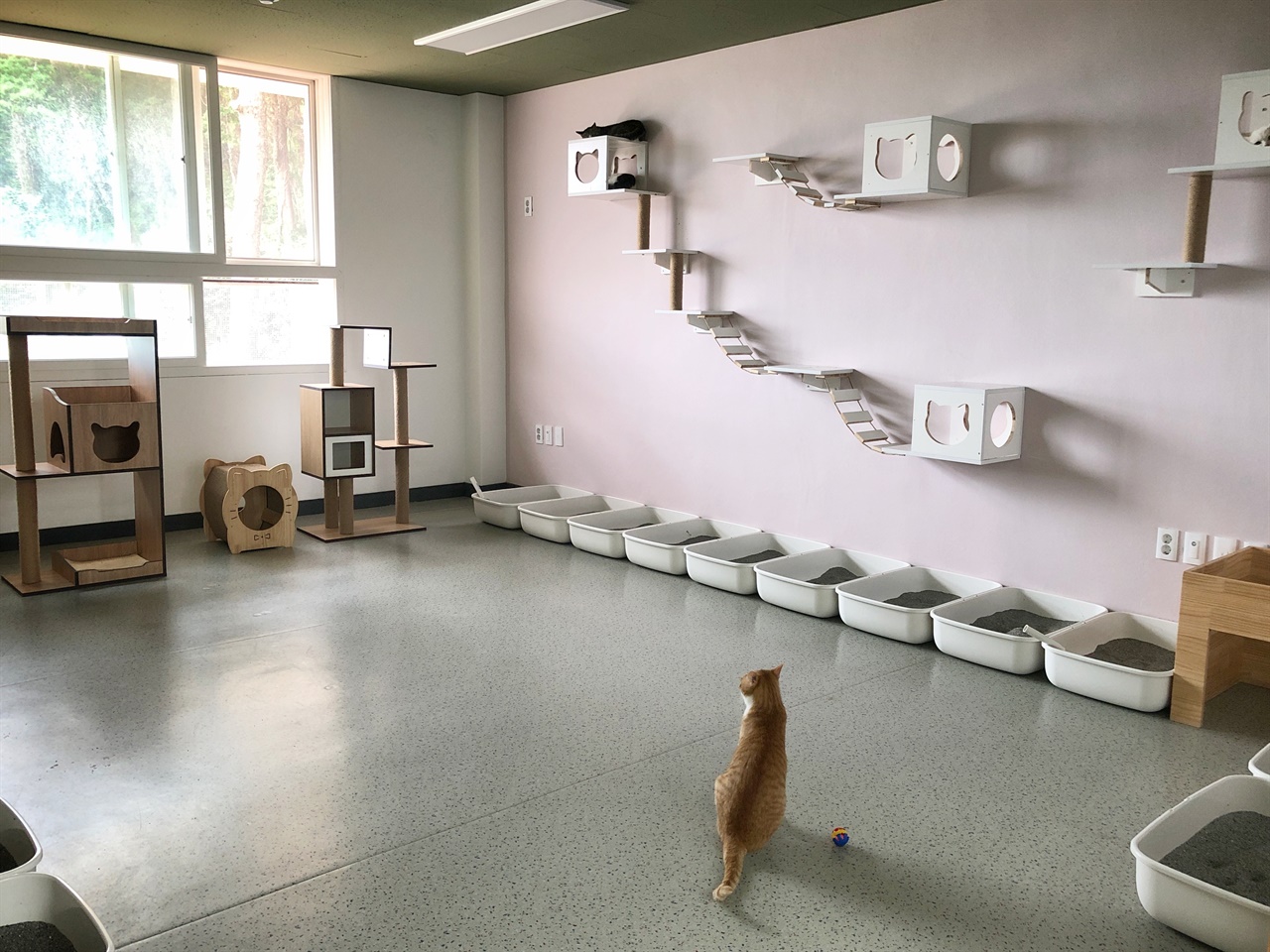 고양이학교 내부 모습. 용호분교의 교실이 고양이 보호소로 바뀌었다.